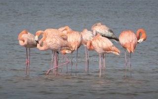 American Flamingo