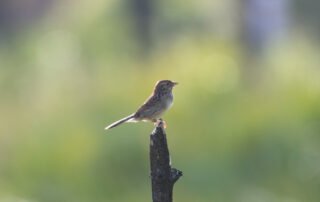 Bachman's Sparrow2