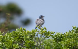 Florida Scrub Jay2