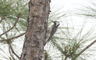 Red-cockaded Woodpecker