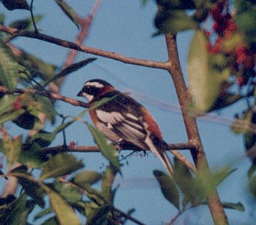 Stripe-headed Tanager