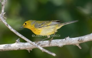 Cuban Yellow Warbler