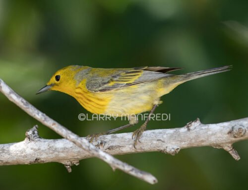 Cuban Yellow Warbler