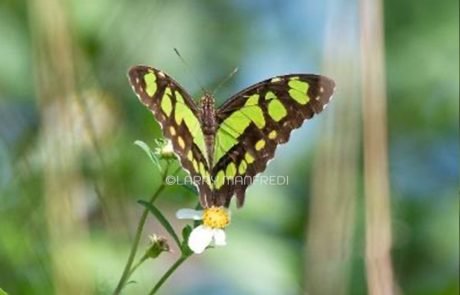 Malachite