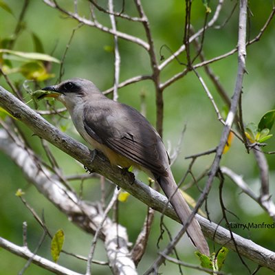 Mangrove Cuckoo