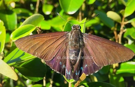 Mangrove Skipper