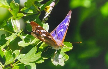 Purple Emperor