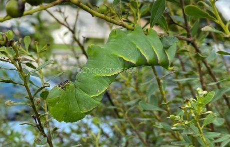 Rustic Sphinx Moth