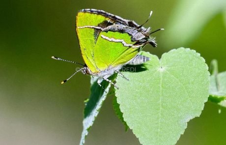 Silver-Banded Hairstreak