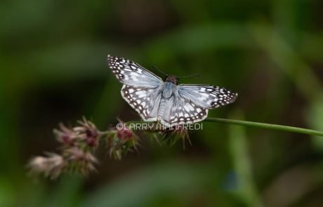 Tropical Checkered Skipper