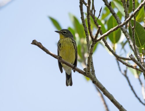 Kirtland’s Warbler a very rare bird in Florida!