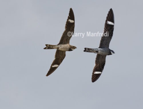 Antillean Nighthawk compared with Common Nighthawk