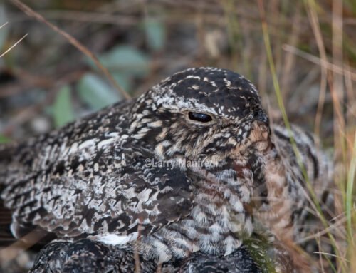 Common Nighthawk babies are growing!