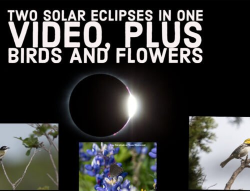 Two Solar Eclipses in one Video plus birds and flowers