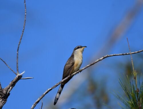 Mangrove Cuckoo a South Florida Specialty