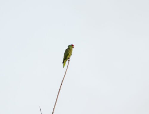 The unsuccessful hunt for Orange-winged Parrots