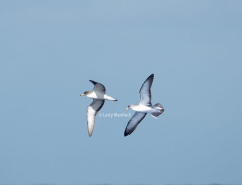 A new species, Scopoli’s Shearwater!