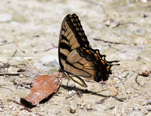 Tiger Swallowtail Butterfly