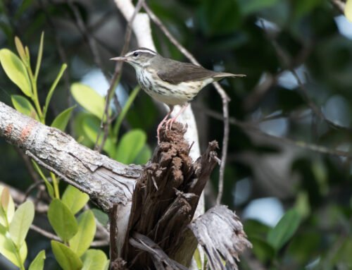 Early migration here in Florida!