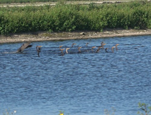 Double-crested Cormorants feeding in a flock