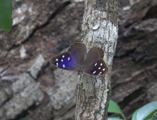 South Florida specialty Butterflies!