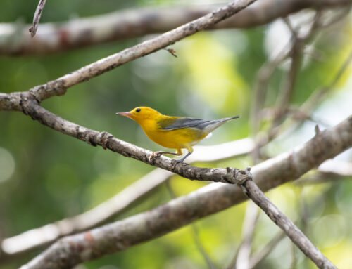 Bird Migration is happening!