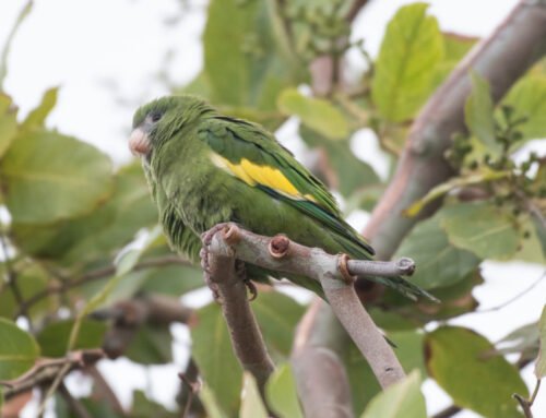 WHITE-WINGED PARAKEETS