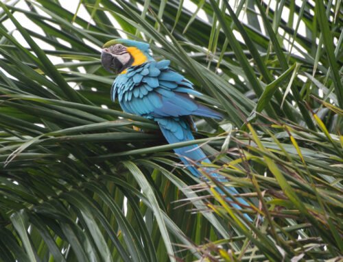 Blue-and-yellow Macaw