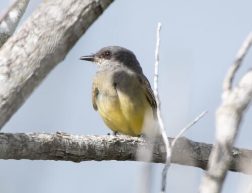 Cassin’s Kingbird a rare species in Florida!