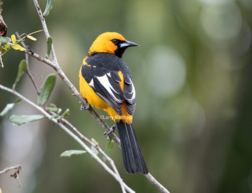 Spot-breasted Oriole