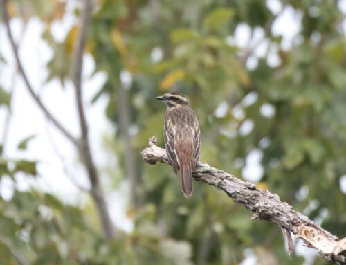 A Variegated Flycatcher a special visitor from South America!
