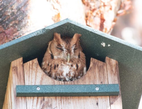 Red morph Eastern Screech Owl
