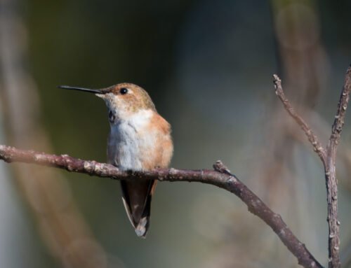 Rufous Hummingbird an uncommon western visitor!