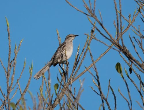 Bahama Mockingbird that I found on a private bird walk