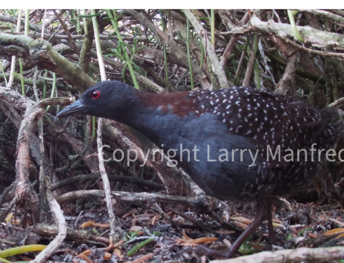 THE HOLY GRAIL BIRD, THE ELUSIVE BLACK RAIL!