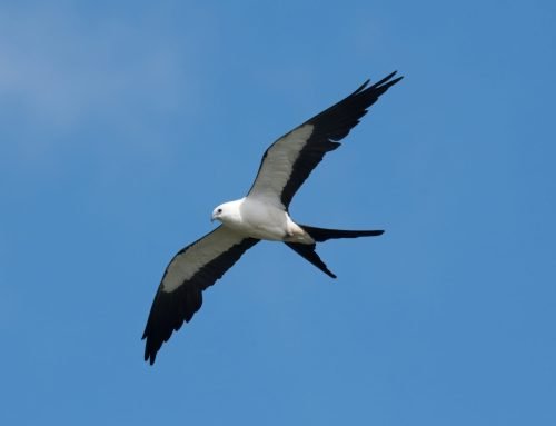 Swallow-tailed Kite, the most beautiful raptor in the United States!