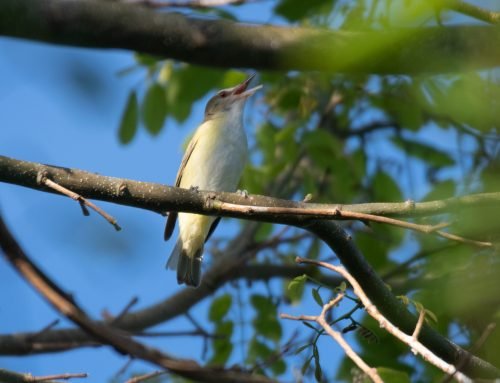 YELLOW-GREEN VIREOS!